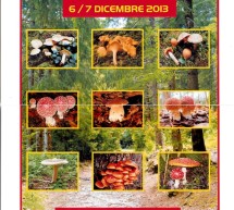 <!--:it-->MOSTRA MICOLOGICA – MERCATO S.BENEDETTO – CAGLIARI – 6-7 DICEMBRE 2013<!--:--><!--:en-->MYCOLOGICAL EXHIBITION – S.BENEDETTO MARKET – CAGLIARI – DECEMBER 6 TO 7 <!--:-->