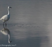 <!--:it-->CONOSCERE LA LAGUNA DI SANTA GILLA – CAGLIARI – DOMENICA 16 MARZO 2014<!--:--><!--:en-->KNOW THE SANTA GILLA LAGOON – CAGLIARI – SUNDAY MARCH 16,2014<!--:-->