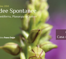 <!--:it-->RASSEGNA NATURALISTICA: LE ORCHIDEE SPONTANEE DEL MARGHINE, MONTIFERRU, PLANARGIA E GUILCER – MACOMER – VENERDì 9 , SABATO 10 E DOMENICA 11 MAGGIO 2014<!--:--><!--:en-->WILDLIFE REVIEW: THE WILD ORCHIDS MARGHINE, MONTIFERRU, Planargia Guilcer – MACOMER –  FRIDAY 9, Saturday 10 and Sunday 11  May 2014<!--:-->