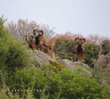 <!--:it-->ESCURSIONE ALL’ASINARA – 7-8 GIUGNO 2014<!--:--><!--:en-->EXCURSION TO ASINARA- JUNE 7 TO 8,2014<!--:-->