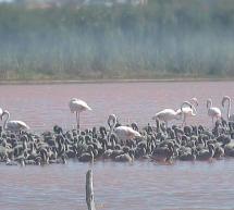 VISITA GUIDATA ALLA LAGUNA DI SANTA GILLA – DOMENICA 15 FEBBRAIO 2015