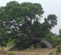 <!--:it-->ESCURSIONE NEL MONTE ARCI – DOMENICA 20 LUGLIO 2014<!--:--><!--:en-->EXCURSION TO ARCI MOUNTAIN – SUNDAY JULY 20,2014<!--:-->