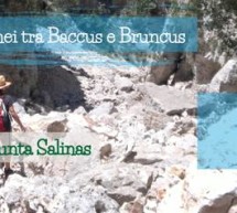 <!--:it-->SUPRAMONTE DI BAUNEI TRA BACCUS E BRUNCUS – 30-31 AGOSTO 2014<!--:--><!--:en-->BAUNEI SUPRAMONTE BETWEEN BACCUS AND BRUNCUS – AUGUST 30 TO 31,2014<!--:-->