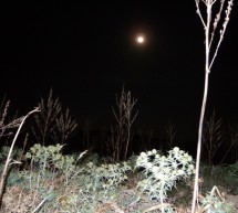 <!--:it-->PLENILUNIO NEL PARCO 7 FRADIS – SABATO 8 NOVEMBRE 2014<!--:--><!--:en-->FULL MOON IN 7 FRADIS PARK – SATURDAY NOVEMBER 8,2014<!--:-->