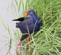 ALLA SCOPERTA DELL’AVIFAUNA DELLE ACQUE DOLCI E SALATE – SABATO 15 NOVEMBRE 2014