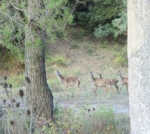 ESCURSIONE NELLA FORESTA DI CROCORIGAS – DOMENICA 23 NOVEMBRE 2014