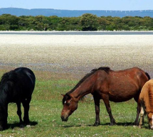 ESCURSIONE A BARUMINI E I CAVALLINI DELLA GIARA – DOMENICA 15 MARZO 2015