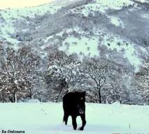 AJO’ IN CORRIERA SULLA NEVE A FONNI – DOMENICA 1 MARZO 2015