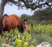 VISITA GUIDATA DA BARUMINI A SERRI PASSANDO PER LA GIARA DI GESTURI -DOMENICA 15 MARZO 2015