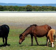 PASSEGGIANDO NELLA GIARA DI GESTURI – DOMENICA 10 MAGGIO 2015