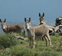 ESCURSIONE AL PARCO NAZIONALE DELL’ASINARA – SABATO 4 LUGLIO 2015