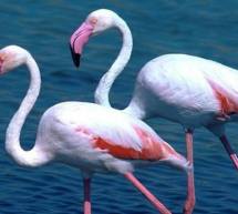 FLAMINGOS TOUR – CAGLIARI – SABATO 19 MARZO 2016