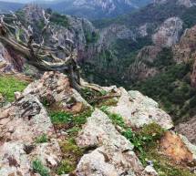 ESCURSIONE DI PASQUA ALLA GOLA DI IS CIOFFUS E FORESTA DI BIDDE MORES – 27-28 MARZO 2016