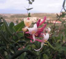 PASQUETTA A CAGLIARI:IL TOUR DELLE DUE TORRI,DALLA TORRE DEL POETTO ALLA TORRE DEL PREZZEMOLO – LUNEDI 28 MARZO 2016