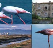 FLAMINGOS TOUR ALLA LAGUNA DI SANTA GILLA – CAGLIARI – DOMENICA 31 LUGLIO 2016