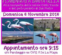 FLAMINGOS A SANTA GILLA – CAGLIARI – DOMENICA 6 NOVEMBRE 2016