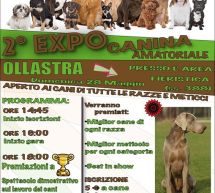 2° EXPO CANINA AMATORIALE – OLLASTRA – DOMENICA 28 MAGGIO 2017