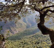 ESCURSIONE A LACONI TRA NATURA E TRADIZIONE- DOMENICA 19 NOVEMBRE 2017