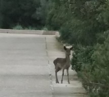 ESCURSIONE NELLA FORESTA DI PISCINAMANNA – DOMENICA 4 FEBBRAIO 2018