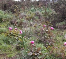 ESCURSIONE TRA LE PEONIE NEI DINTORNI DI CAGLIARI – MARTEDI 1 MAGGIO 2018